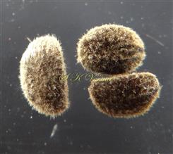  Seeds